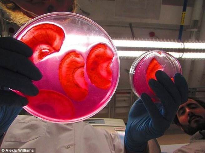 研究人员之后将人类细胞移植入样本中。(图片取自每日邮报)