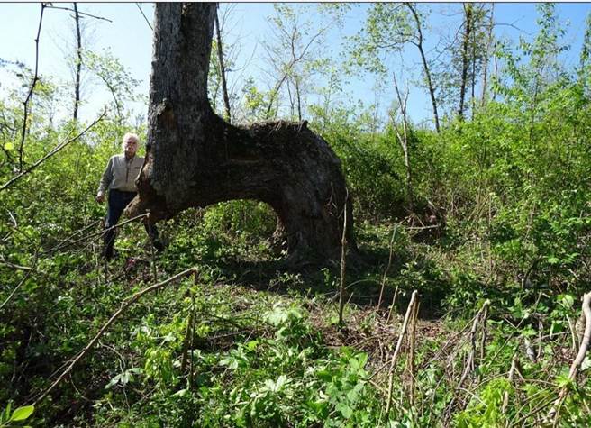“弯腰树”谜题困惑专家几十年，如今终于找到答案。