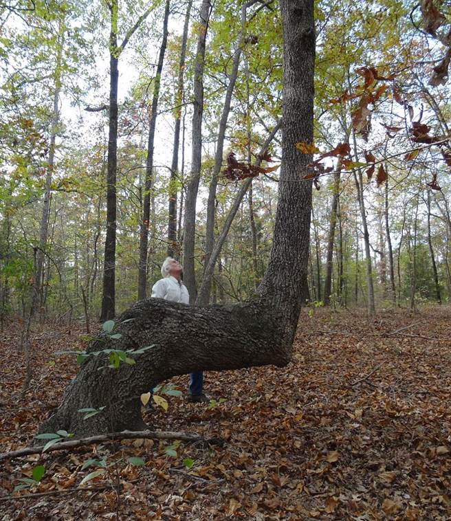 唐斯认为，这些树木用作于为当地人指路。