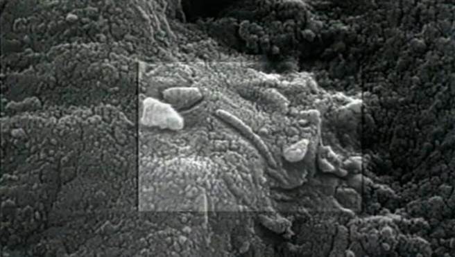 研究人员认为那个虫子是某种生物，也可能是细菌的一部分。