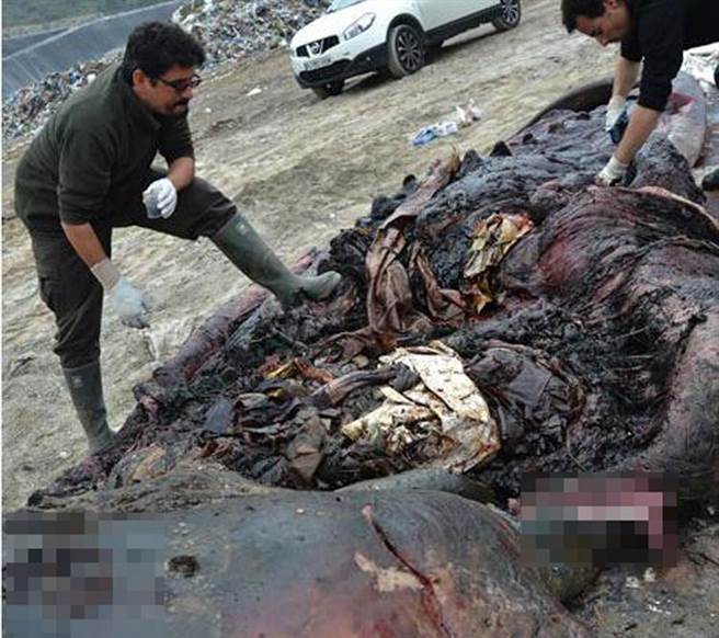 只见鲸腹中，充满了人类的垃圾。