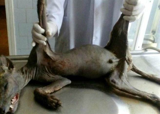 “山羊吸血怪”现踪？神秘生物遭击杀，只因...