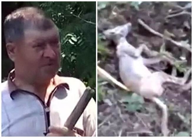 “山羊吸血怪”现踪？神秘生物遭击杀，只因...