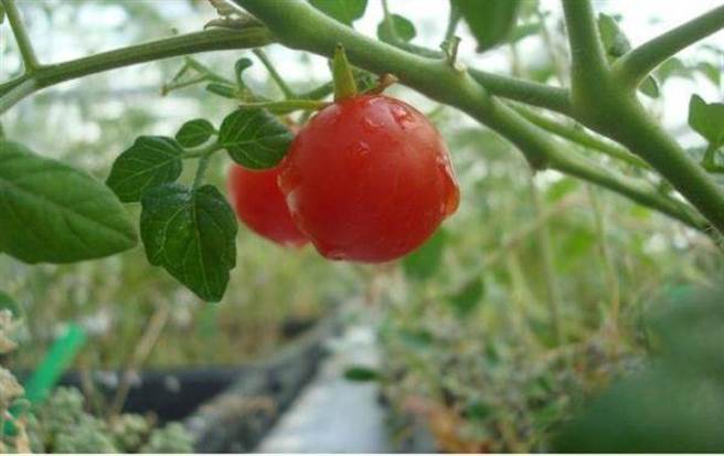 事实证明，可能比在地球土壤中种出的更健康。