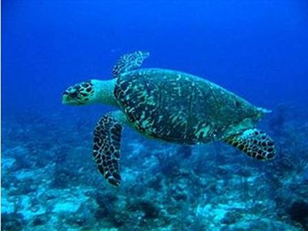 玳瑁 Eretmochelys imbricata