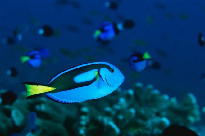 有些人担心电影《海底总动员2》上映后会让更多的蓝倒吊遭捕捉。 PHOTOGRAPH BY TIM LAMAN， NATIONAL GEOGRAPHIC CREA