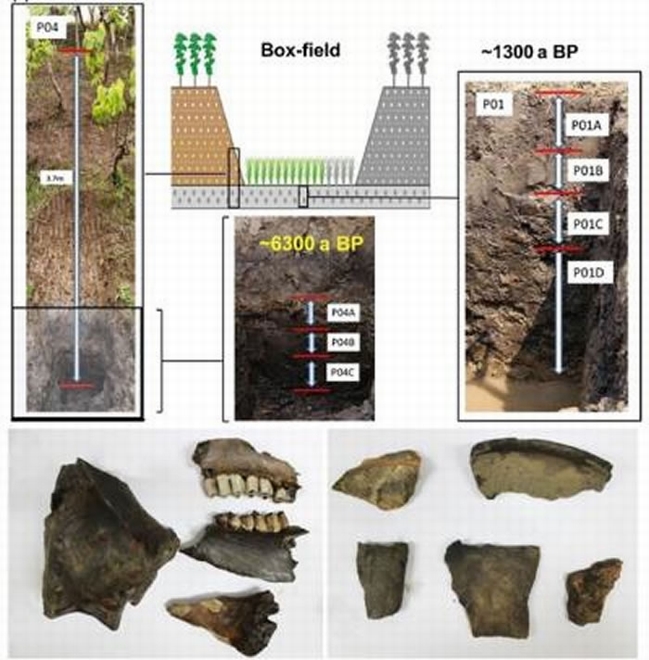 浙江桐乡罗家角古水稻土样品及出土的动物遗骸和陶器残片
