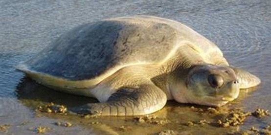 平背龟 Natator depressus