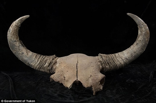 通过北美无冰走廊的人类和史前野牛运动