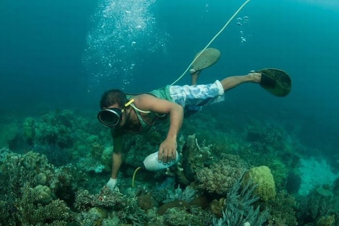 有些渔夫会使用氰化物将鱼毒昏以便捕捉。这种捕鱼方法广泛用在捕捉食用鱼类上，但水族贸易也会使用这种令人不放心的方式捉鱼。 PHOTOGRAPH BY JURGEN