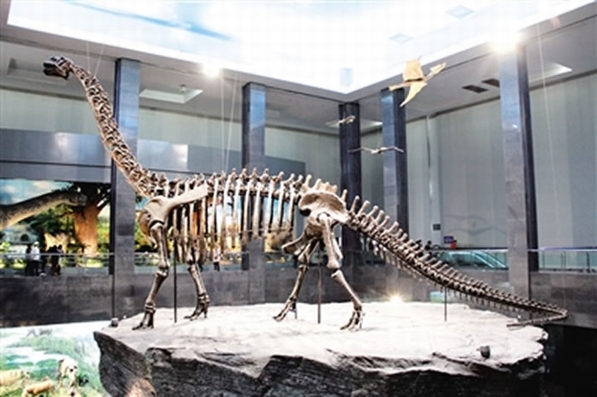 内蒙古博物院收藏的亚洲最大的白垩纪恐龙——查干诺尔龙骨骼化石。