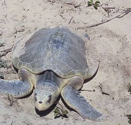 肯氏龟 Lepidochelys kempii