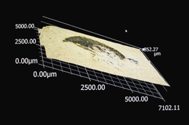 将化石标本放到微型CT上扫描，可看清藏在石块里的远古动物身体构造