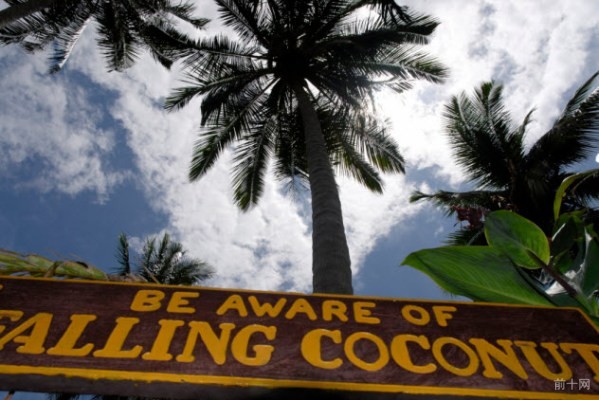 10-falling0coconut_000003976655_Small