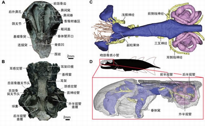 图2 箐门齿鱼脑颅照片及脑腔复原。A，筛蝶部脑颅腹面；B，耳枕区脑颅腹面；C，脑腔腹面复原；D，脑腔左侧面复原，半透明外壳示意脑颅。II-X示意第2－10对脑神
