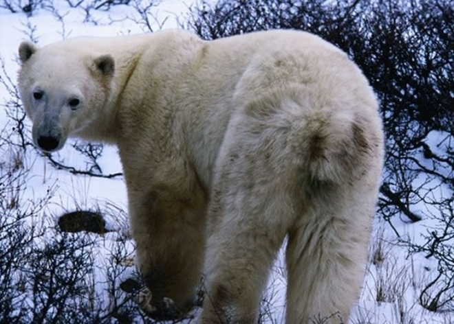 北极熊（图）的数目，或因与灰熊杂交而减少。
