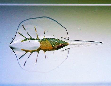 科学家用活体细胞创造了出机器鱼！啧啧啧~好腻害