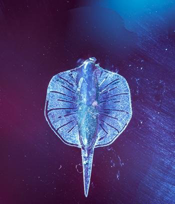 科学家用活体细胞创造了出机器鱼！啧啧啧~好腻害