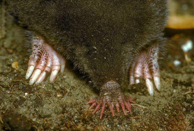 用鼻子上的“小星星”探索前路