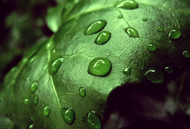 080609ztgalnvg27tiini8