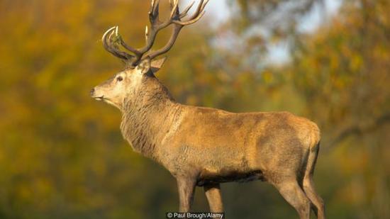 1875年的一则报道称，一头雄鹿宁可跳崖自杀，也不愿被身后的猎狗追上。