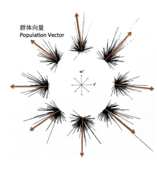 神经细胞投票决定运动方向
