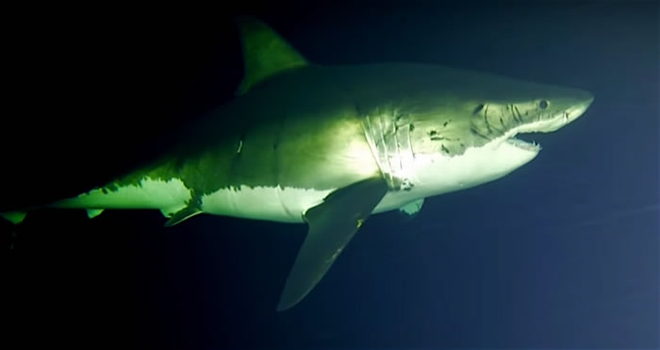 瓜达卢普岛海域最新视频首次记录大白鲨如何睡觉
