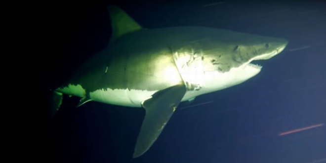 瓜达卢普岛海域最新视频首次记录大白鲨如何睡觉