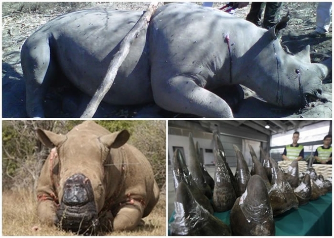 犀牛头上独有的角，令它们成为被猎杀的目标。
