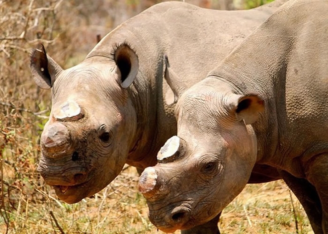 为了防止犀牛继续被滥杀，有人提出把犀牛的角都事先切掉。