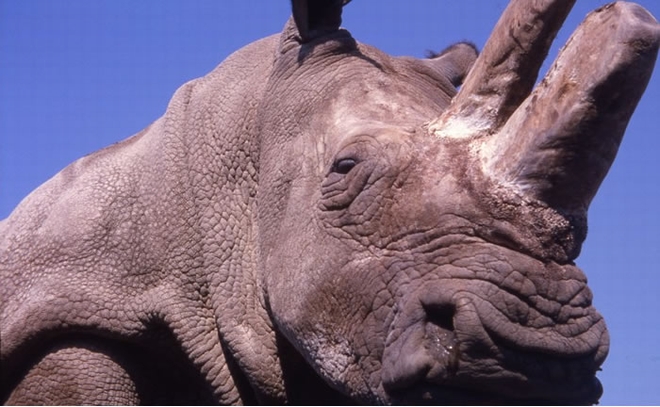 为了消除盗猎的诱因，保育组织已为苏丹脱去犀牛角。