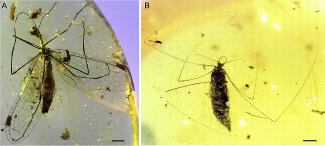 蜘蛛终结者：1亿年前缅甸琥珀中的化石显示草蛉幼虫进化出特殊机能