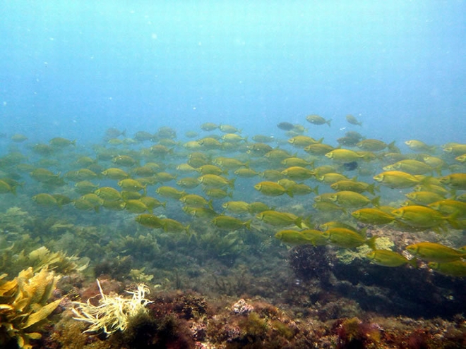 澳大利亚西海岸外的快速升温已将大片海草林转变成热带与亚热带的海洋生态系统