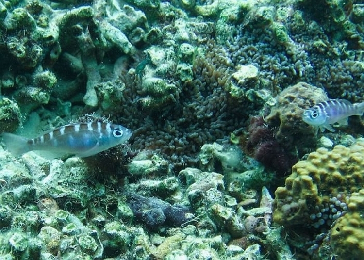 减少伴侣出轨 怪鱼垩鮨每日可与伴侣更换性别20次