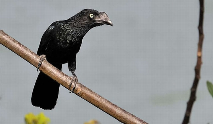 大犀鹃Crotophaga major（N.Solio/REUTERS/Newscom）
