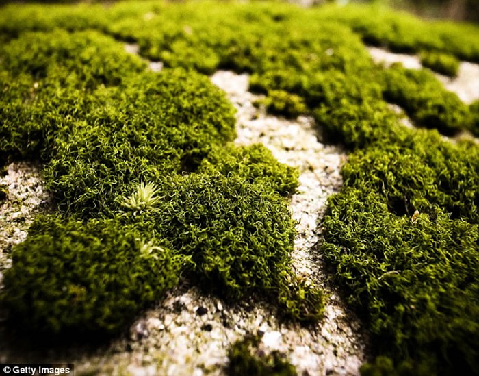 陆地植物的出现与进化可能解释地球大气如何变得富氧