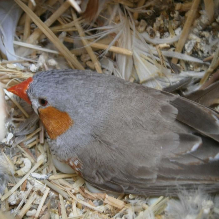 全球暖化：澳州班胸草雀竟会边孵蛋边唱“警告歌”提醒尚未出生的雏鸟外面天气很热
