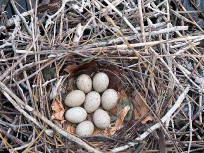 全球暖化：澳州班胸草雀竟会边孵蛋边唱“警告歌”提醒尚未出生的雏鸟外面天气很热