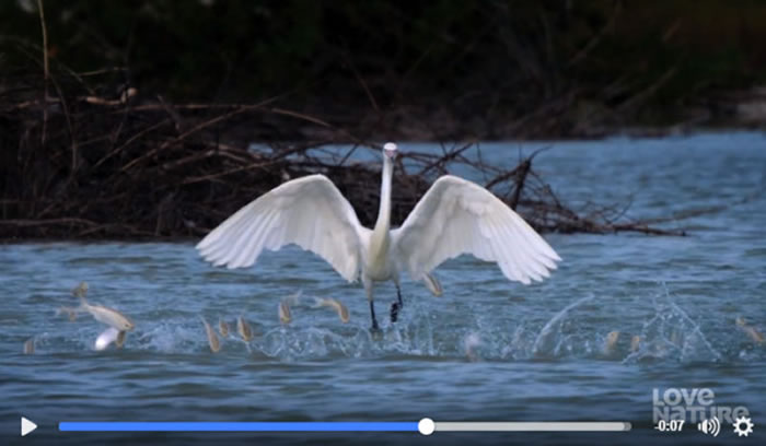 棕颈鹭捕鱼的方式就像在跳舞