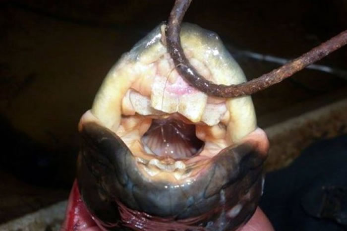 肺鱼（图）的口腔长有人类似的牙齿。