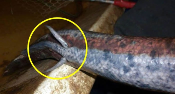 肺鱼尾部附近长有细小的腿（黄圈示）。