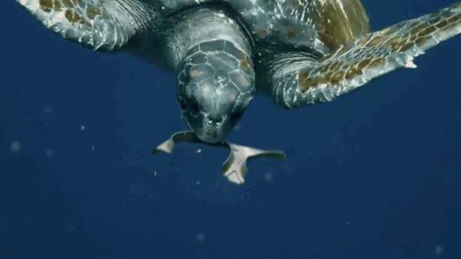 啤酒厂把包装丢进海里喂鱼！居民得知真相竟欢呼