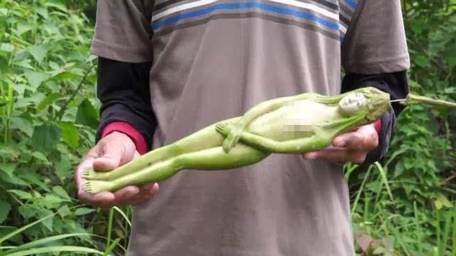 网络疯传的“女人果树”，引发网友热议。