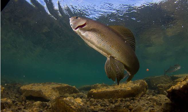 鳟鱼是一种很美味的鱼类，营养丰富。