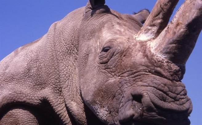 为了消除盗猎的诱因，保育组织已为苏丹脱去犀牛角。