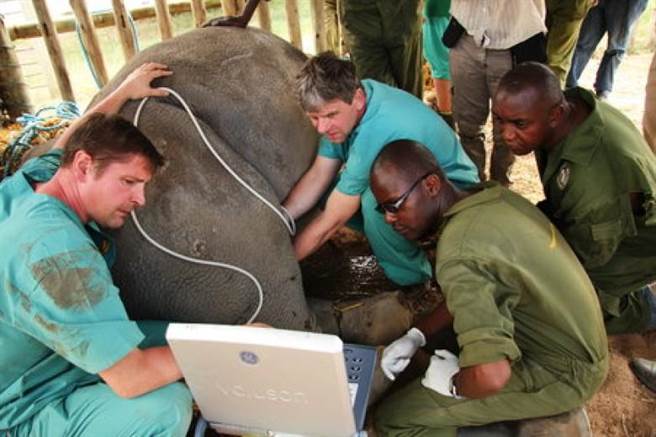 科学家取精想要延续北方白犀牛的生存