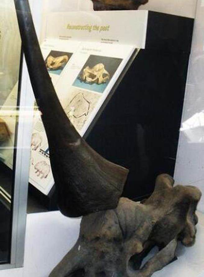 独角兽的化石，却跟与童话故事大相径庭。