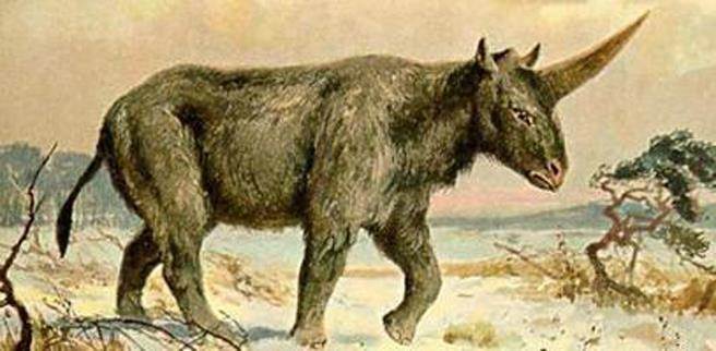 西伯利亚独角兽，像是一头巨大且全身长毛的犀牛。