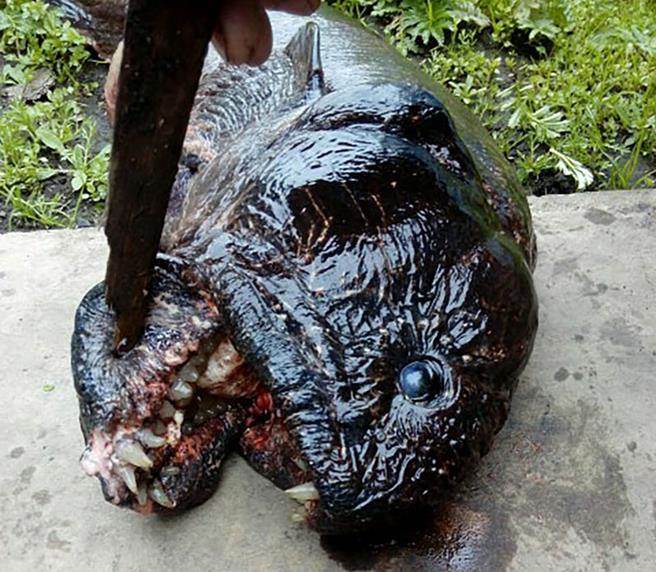 只见这条怪鱼浑身黝黑，满嘴獠牙。 