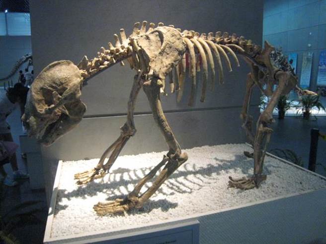 其中，甚至发现了大熊猫的化石。